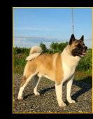 Midian's Intense Dragon "Into"