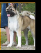 Midian's Little Victory "Viivi"